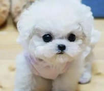 比熊幼犬 健康小型犬 乖巧可爱 品相好