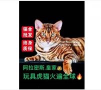 成都大型猫舍专做批发配种399德文缅因布偶等应有尽有应配尽配