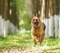 养只萌宠德国牧羊犬找新家疫苗已做可送