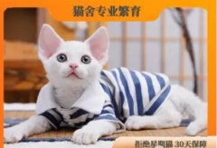 纯血统德文卷毛猫幼猫找新家中 羊毛卷毛量好 随便撸不挠人 包